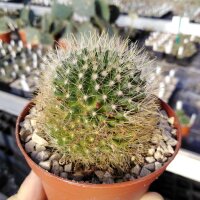 Mammillaria crinita cv. rubriflora