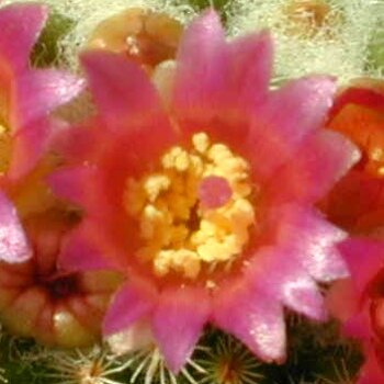 Mammillaria crucigera ssp. tlalocii L 1109