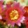 Mammillaria crucigera ssp. tlalocii L 1109