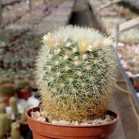 Mammillaria densispina
