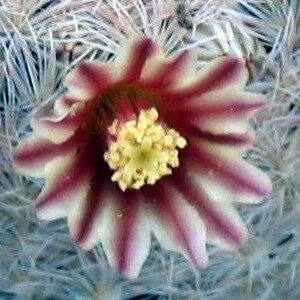 Mammillaria denudata