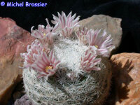 Mammillaria denudata