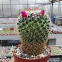 Mammillaria discolor Charoc Azul, Gto.