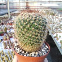 Mammillaria discolor Charoc Azul, Gto.