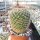 Mammillaria discolor Charoc Azul, Gto.
