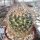 Mammillaria discolor v. longispina