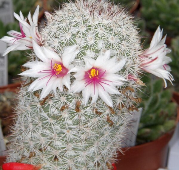 Mammillaria dolores