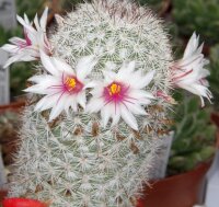 Mammillaria dolores