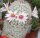 Mammillaria dolores