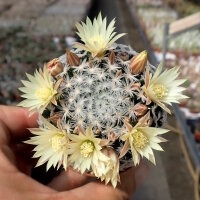 Mammillaria duwei