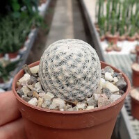 Mammillaria egregia