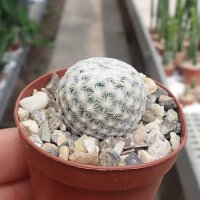Mammillaria egregia