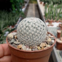 Mammillaria egregia