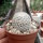 Mammillaria egregia