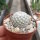 Mammillaria egregia