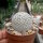 Mammillaria egregia