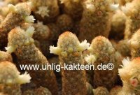Mammillaria elongata