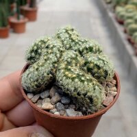 Mammillaria elongata cv. cristata