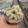 Mammillaria elongata cv. cristata