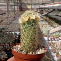 Mammillaria elongata v. echinata