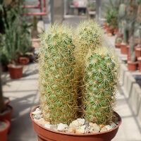 Mammillaria elongata v. echinata