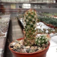 Mammillaria elongata cv. brunispina