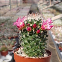 Mammillaria ernestii
