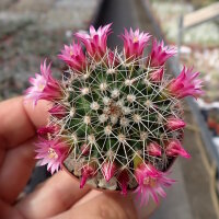 Mammillaria ernestii