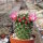Mammillaria ernestii