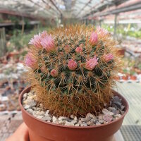 Mammillaria esperanzaensis