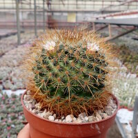 Mammillaria esperanzaensis