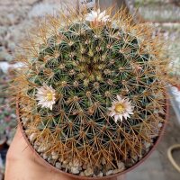Mammillaria esperanzaensis