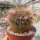 Mammillaria esperanzaensis