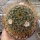 Mammillaria esperanzaensis