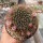 Mammillaria esperanzaensis