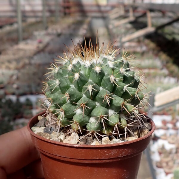 Mammillaria esseriana
