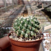 Mammillaria esseriana