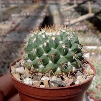 Mammillaria esseriana