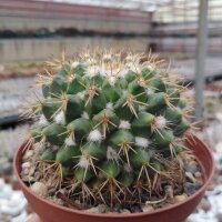 Mammillaria esseriana