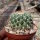 Mammillaria esseriana