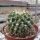 Mammillaria esseriana