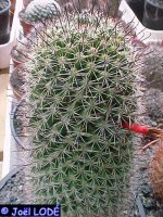 Mammillaria estebanensis