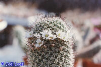 Mammillaria estebanensis