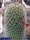 Mammillaria estebanensis