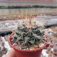 Mammillaria euthele