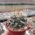 Mammillaria euthele