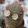 Mammillaria felipensis