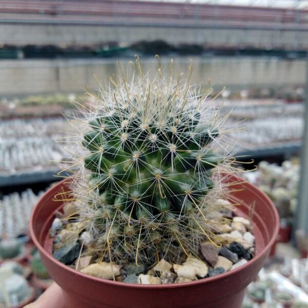 Mammillaria fittkaui