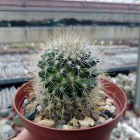 Mammillaria fittkaui