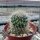 Mammillaria fittkaui